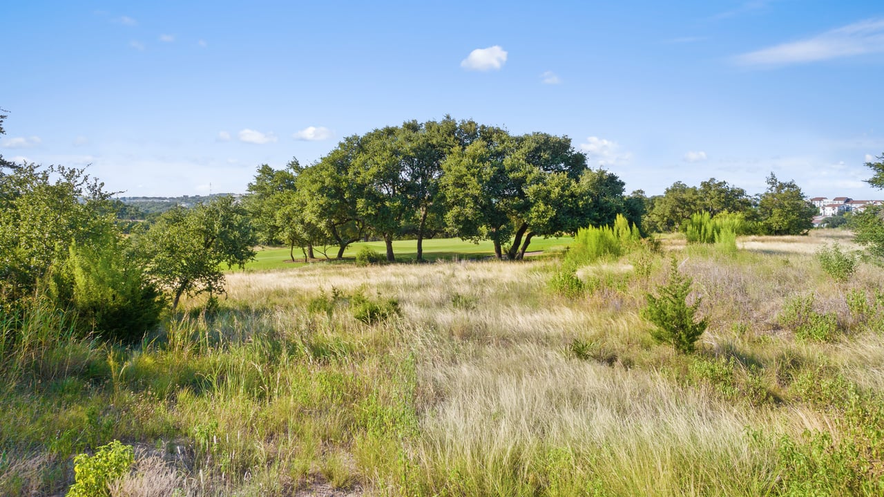 12801 Flowering Senna BND