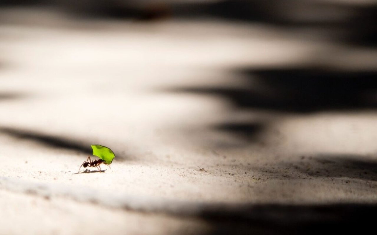 5 Most Common Bug Problems in San Diego Homes