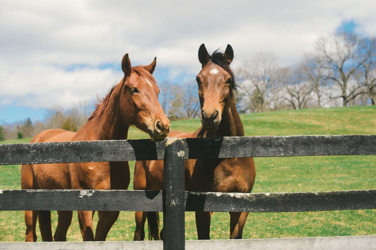 bedford-ny-neighborhood-guide