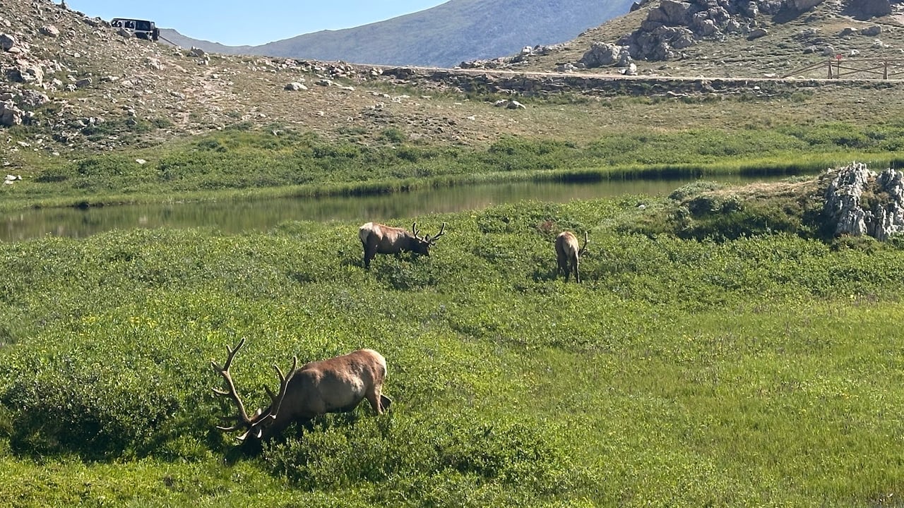 Driving Into the Wild: A Sensory Journey Along Old Fall River Road