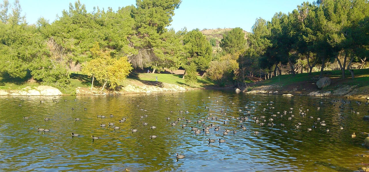 Waterfowl and a wooded shoreline at Frank G. Bonelli Regional Park in January 2015