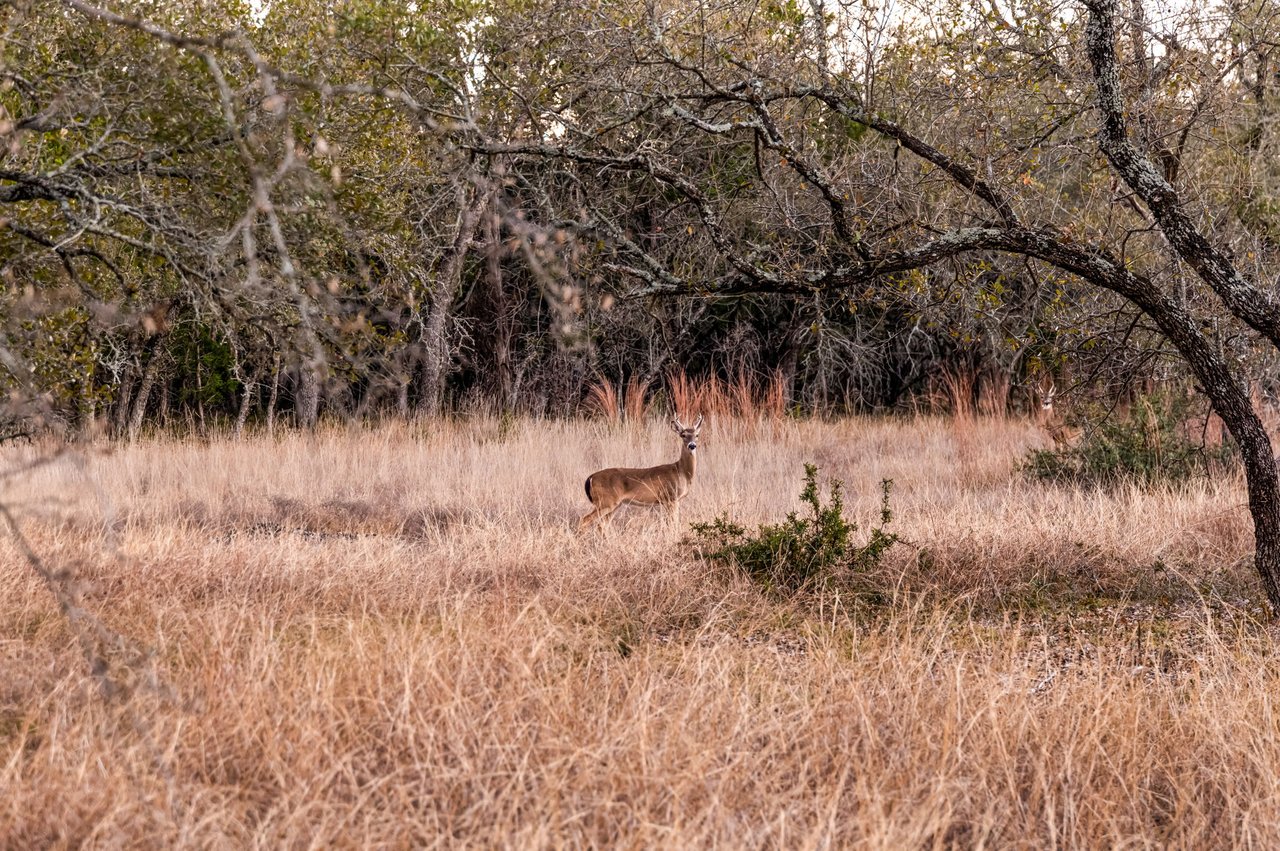 4300 Travis Peak Trail