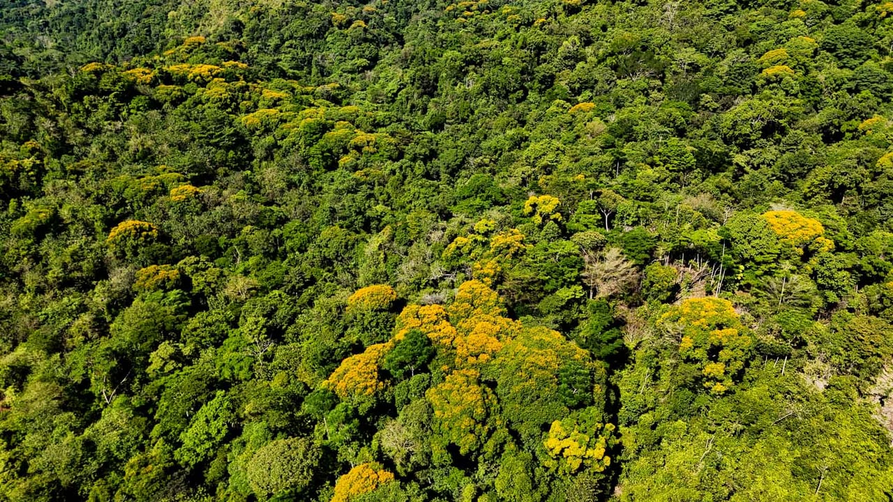 32-Acre Self-Sustainable Off-Grid Farm Near Ojochal with House, Solar Power & River