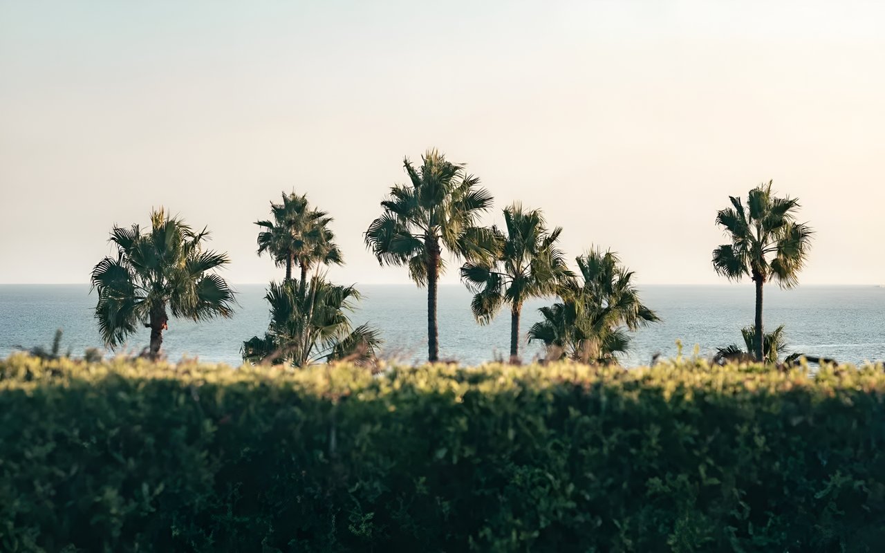 Palm trees line the coast with the ocean in the background under a soft, hazy sky.