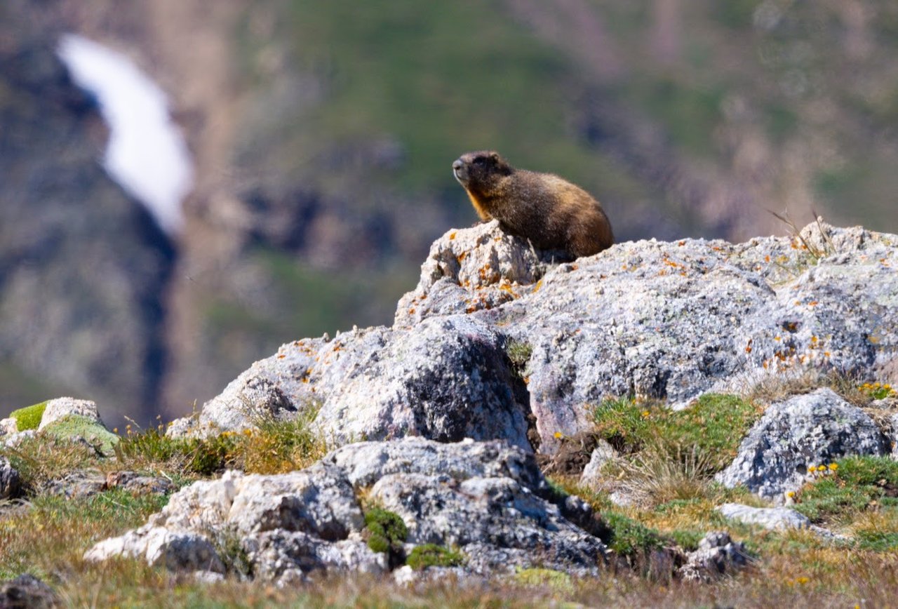 Where the Road Meets the Sky: Driving Trail Ridge Road