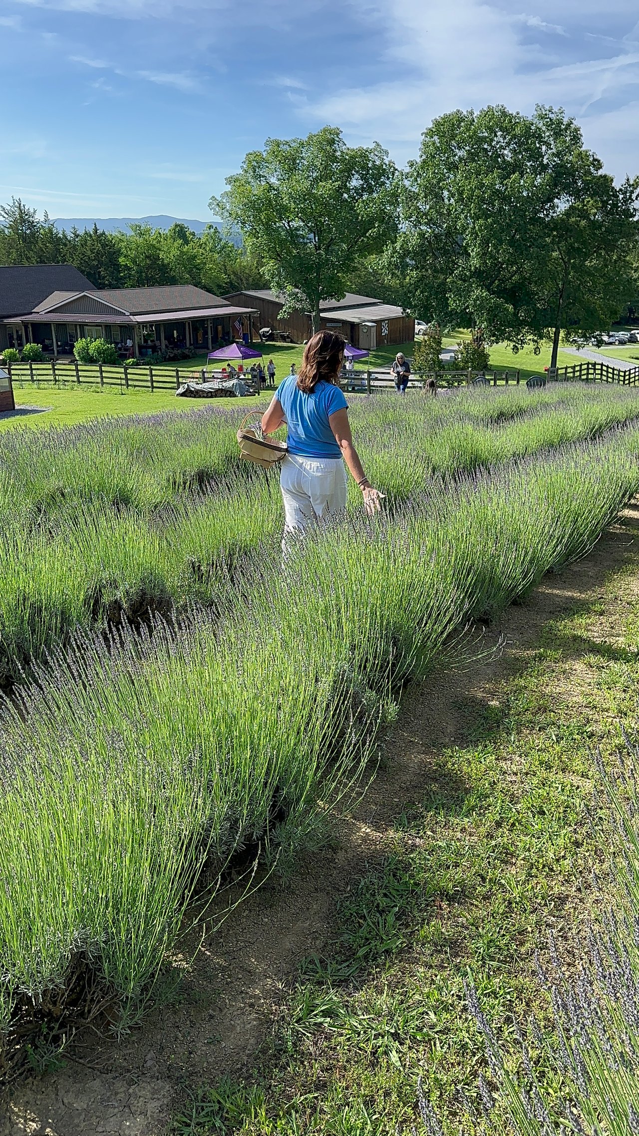 Oak Ridge Lavender Festival 2025: A Full Weekend of Events, Lavender, and Local Charm