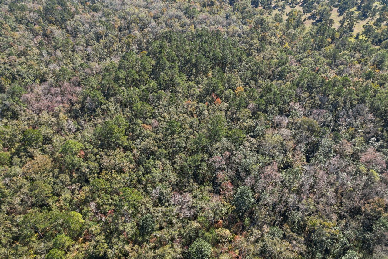 Aerial view of a dense forest in autumn, showcasing a patchwork of green, orange, and brown foliage. Sunlight filters through the leaves, creating a serene and vibrant scene.