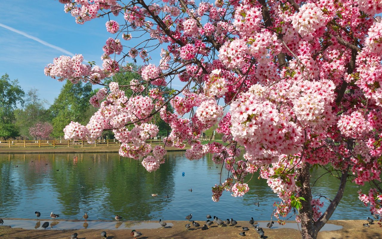 Lake Balboa