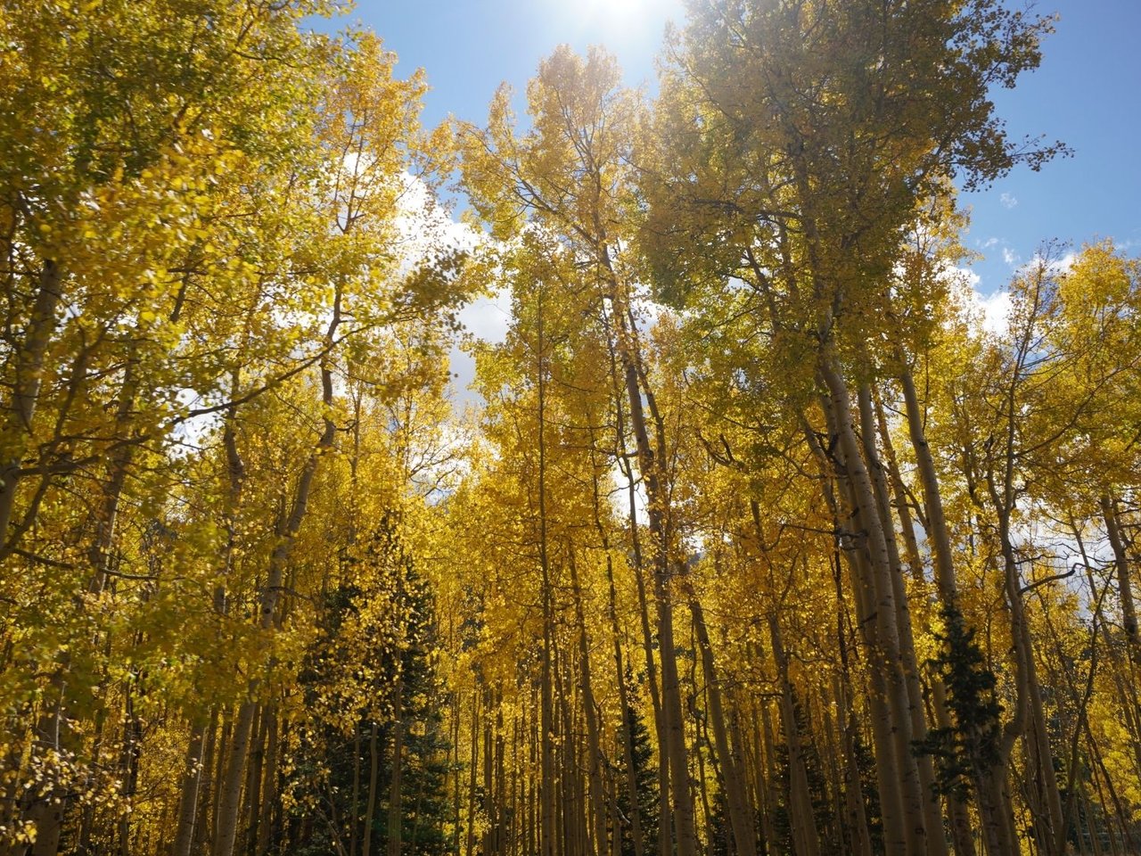 Golden autumn aspen canopy against blue sky, seen from below.