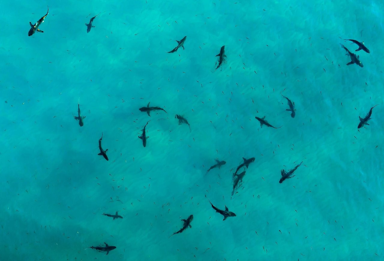 Sharks swimming through clear blue ocean water in their natural habitat.