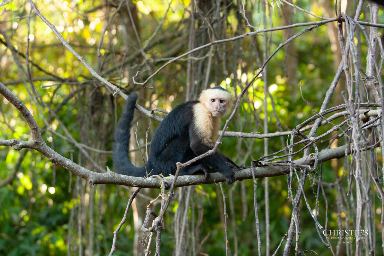 Jungle Islands — Los Mogos