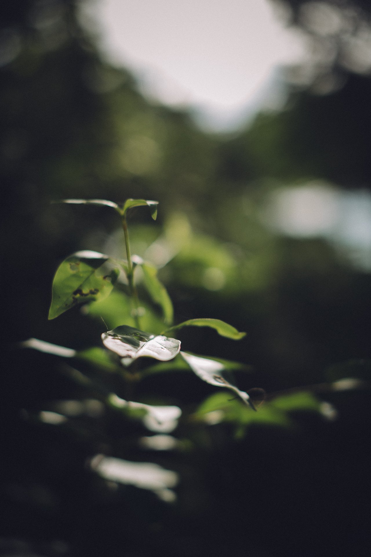  Punta Sabana & Mar Serena