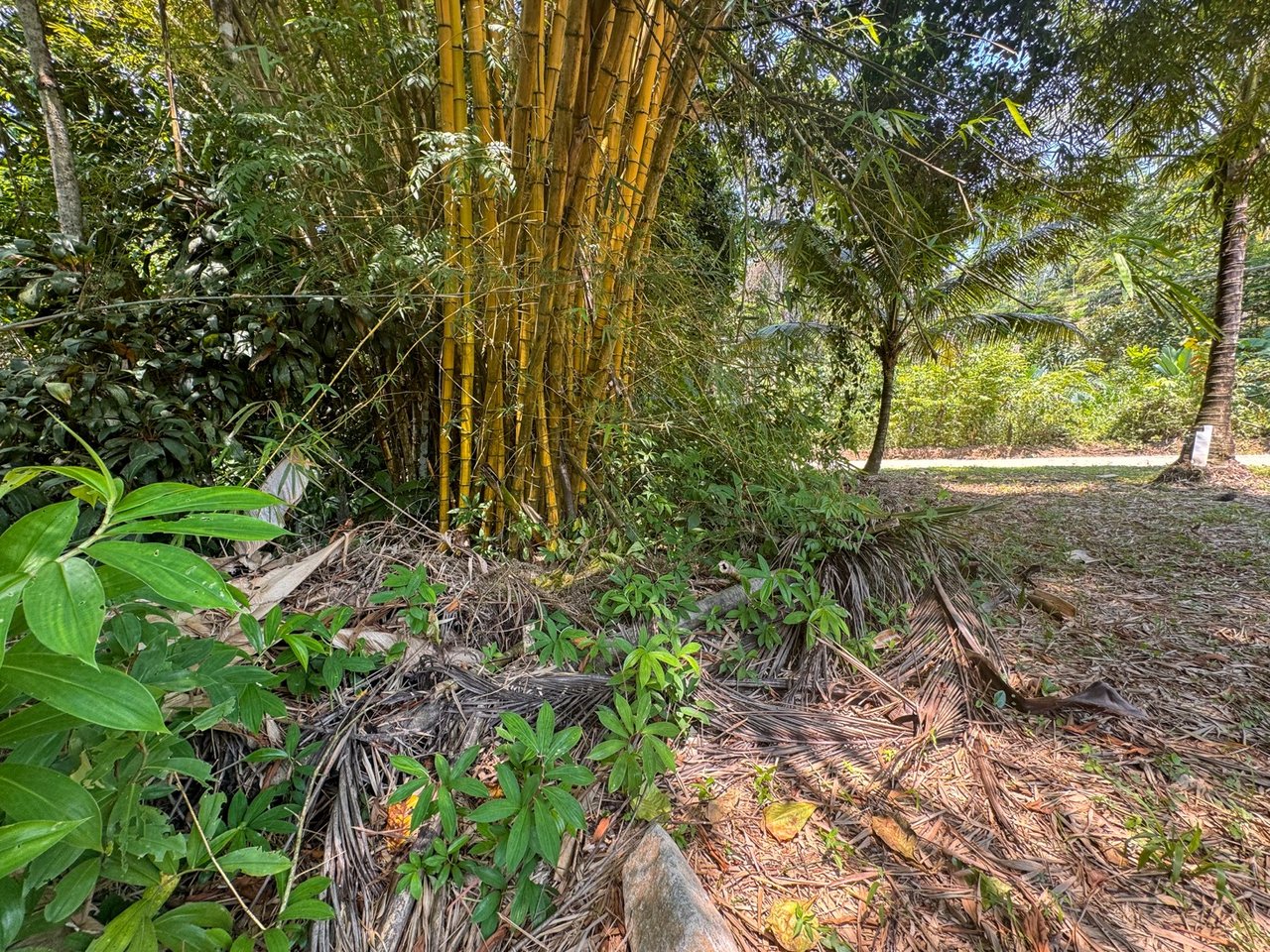 Prime Commercial Opportunity in Ojochal: Central Location with Utilities Installed!