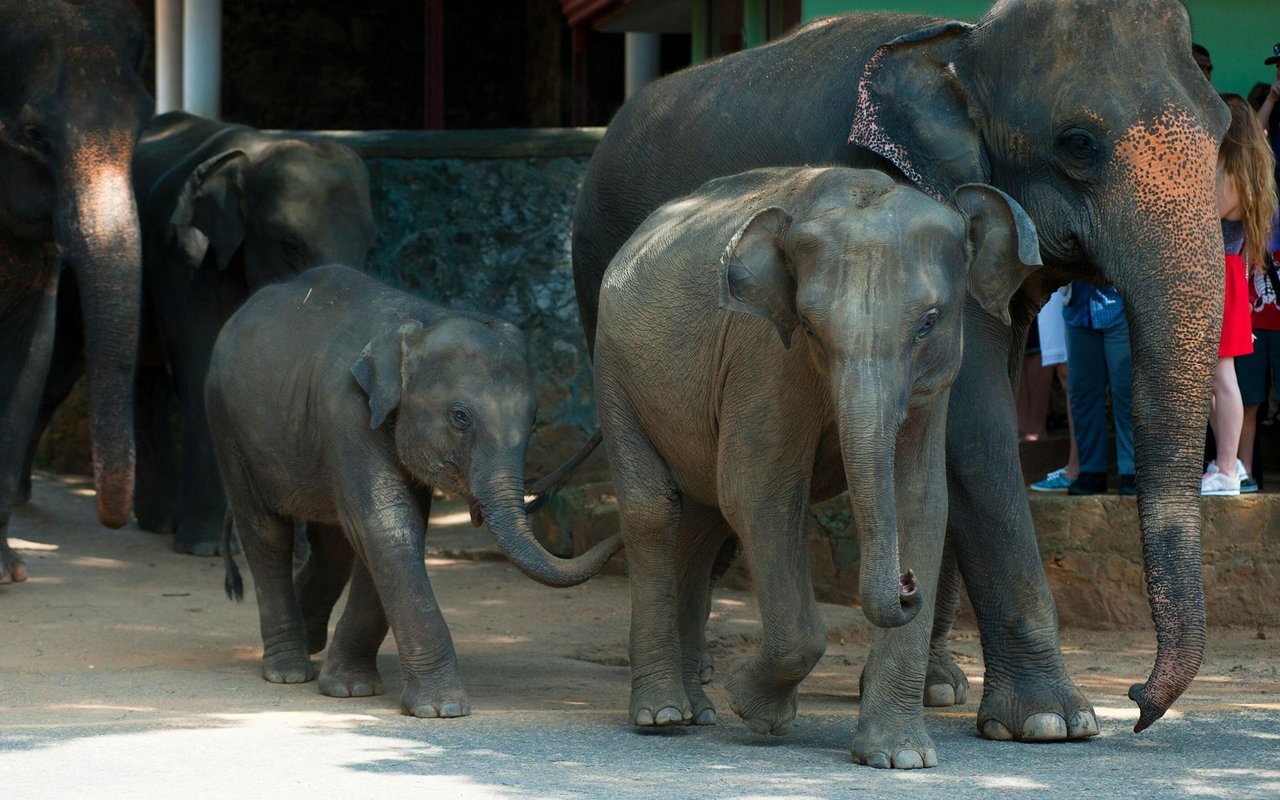 Two young elephants stand among adult elephants beside a stone enclosure.