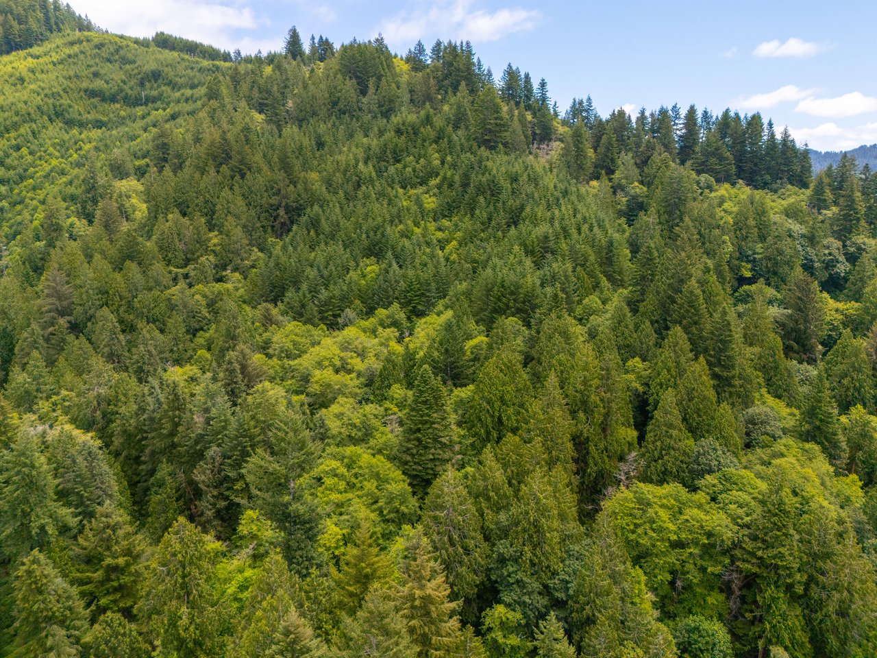 MILL CREEK FOREST