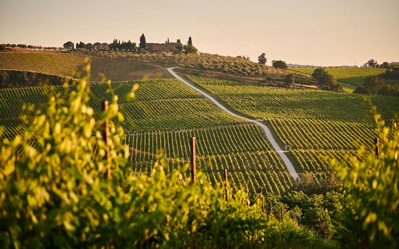 Preparing Your Napa Valley Vineyard Property for Sale