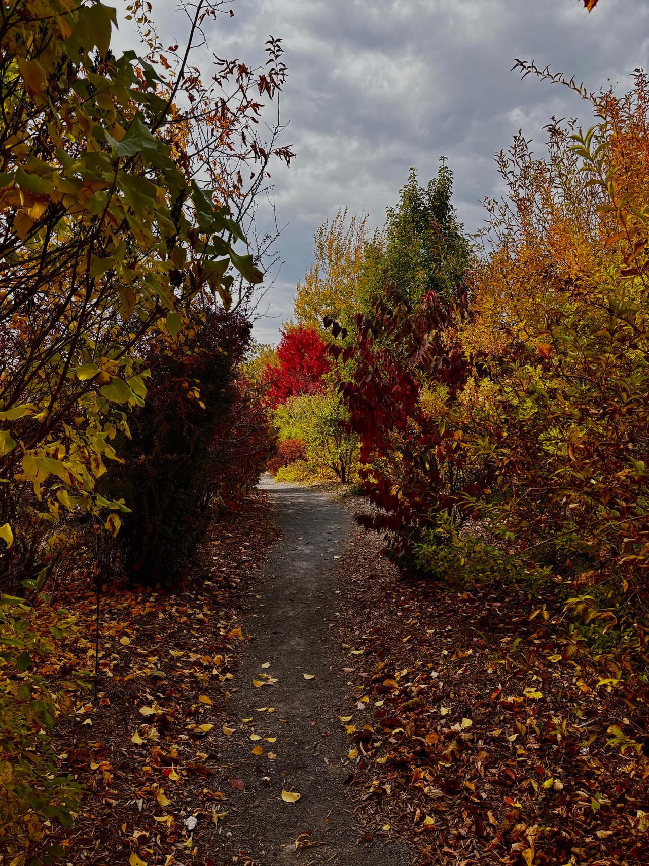 A leaf-covered path winds through trees in autumn beneath a cloudy sky.