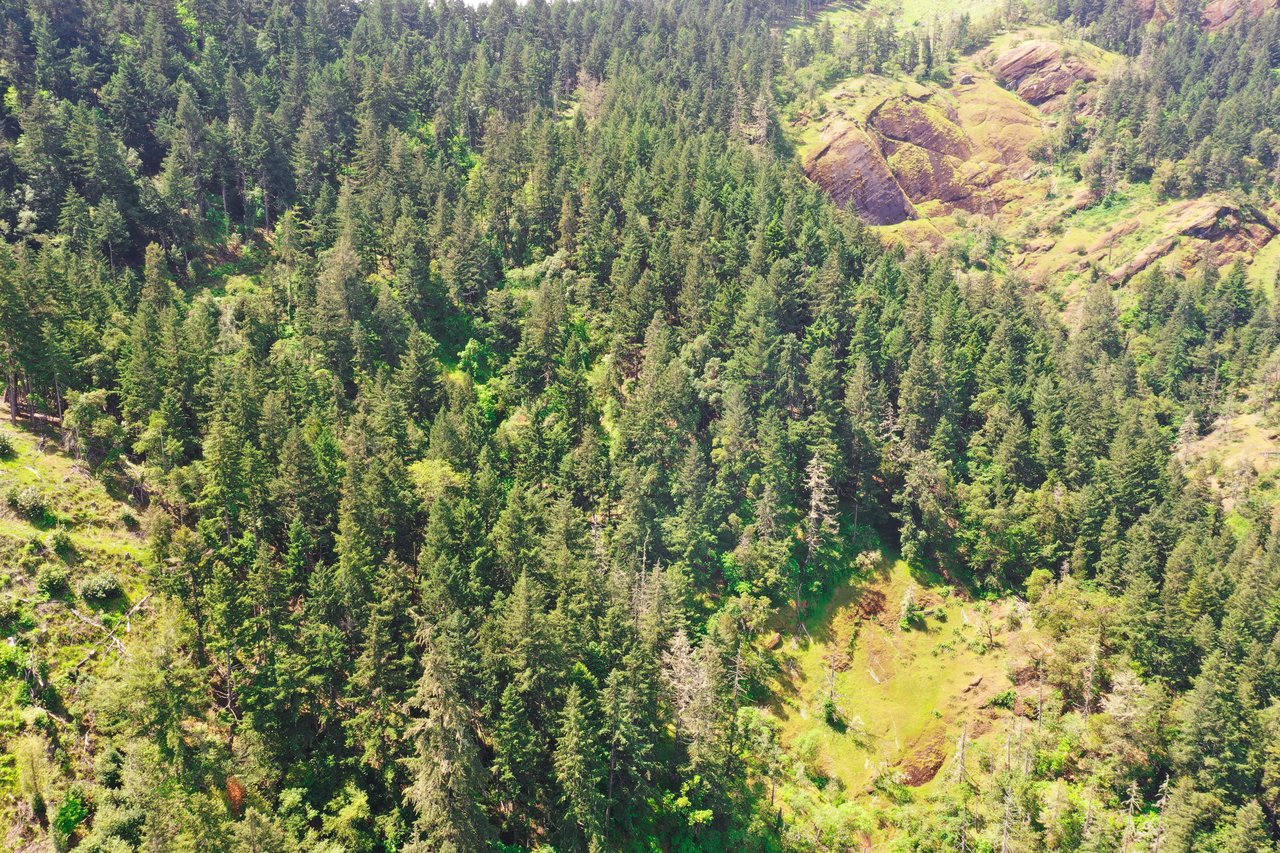 STRICKLAND BOULDER FOREST