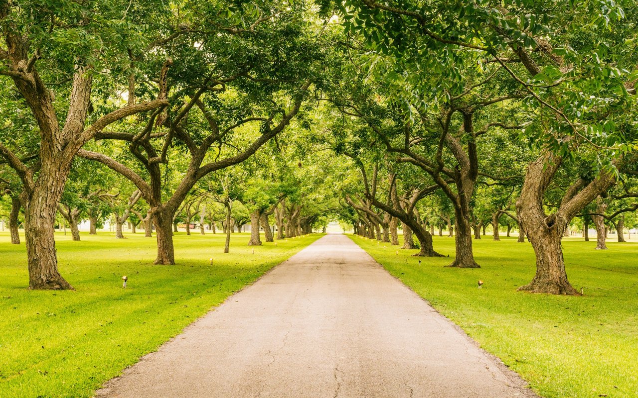 Tree-lined paved driveway bordered by broad lawns and mature trees.