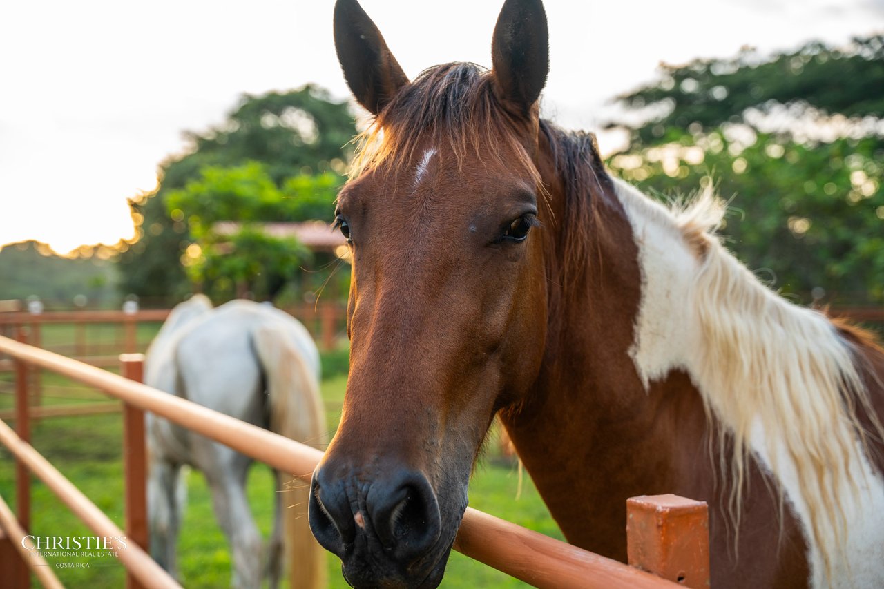 Finca Sweet Prince – A Private Equestrian Estate of Unmatched Elegance