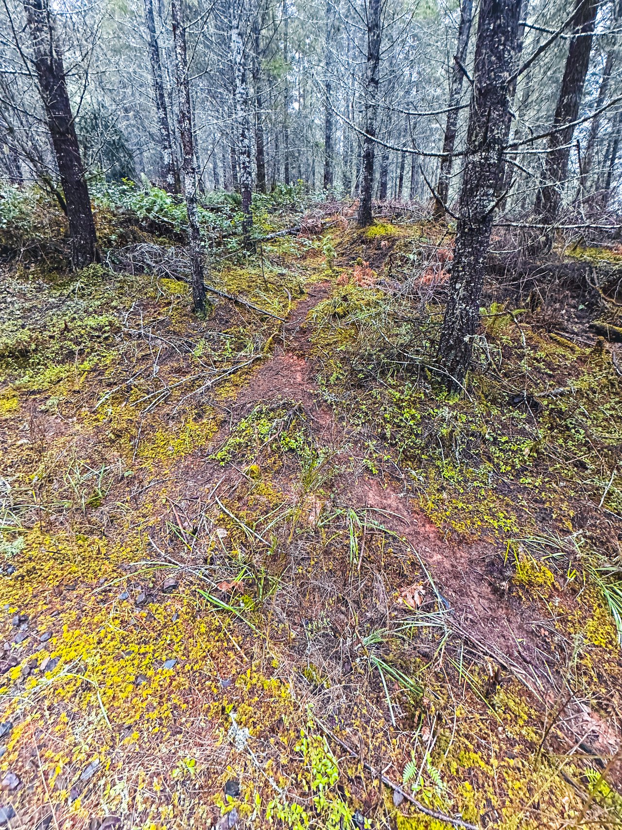 Coast Fork Woodland Meadows