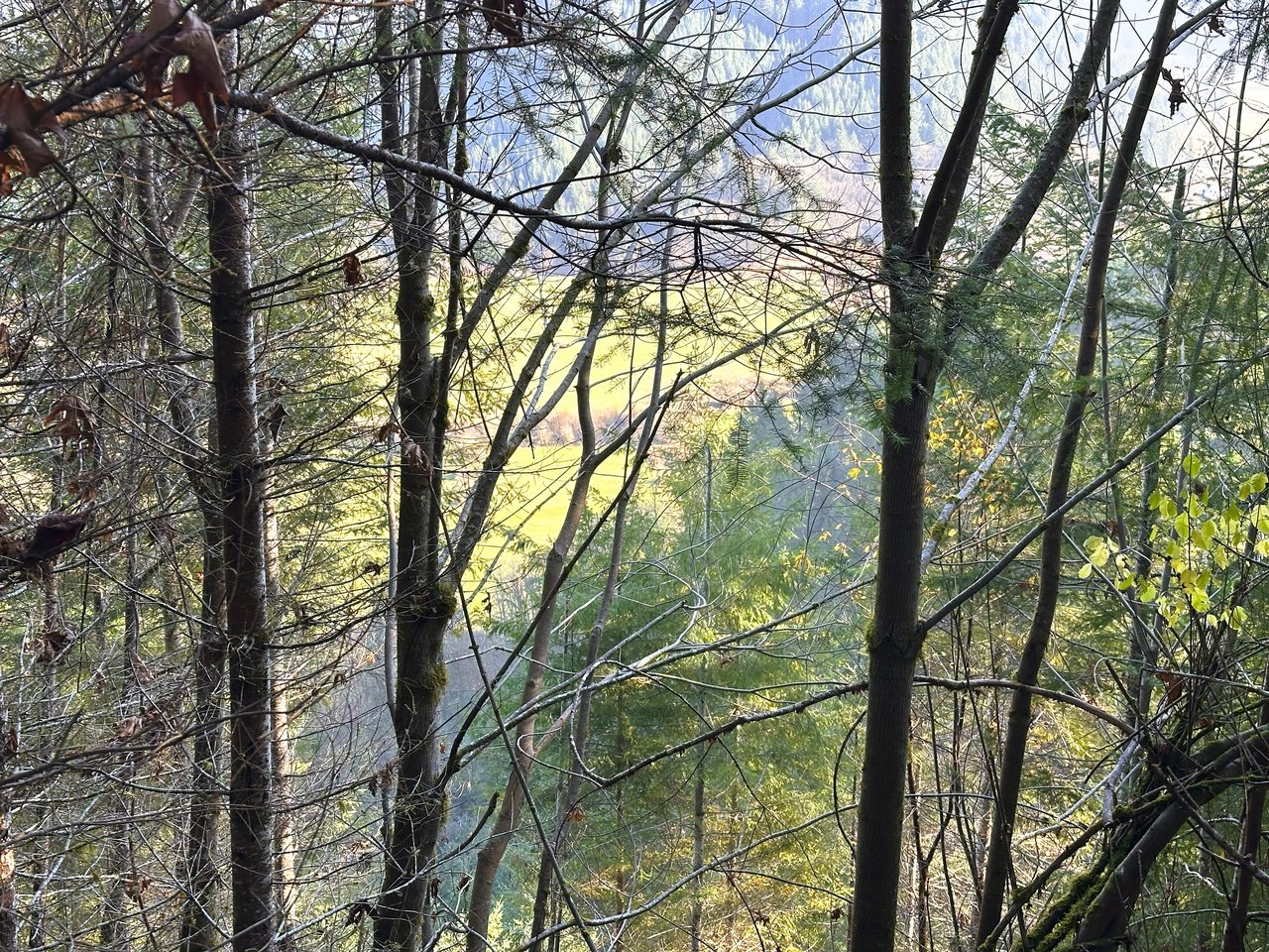 Rust Road Forest