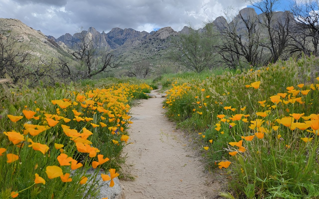 Tucson's Best Hiking Trails for Outdoor Enthusiasts