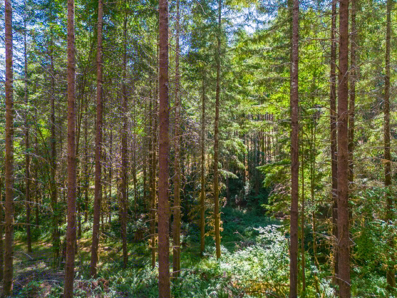 Thetford Home & Forest