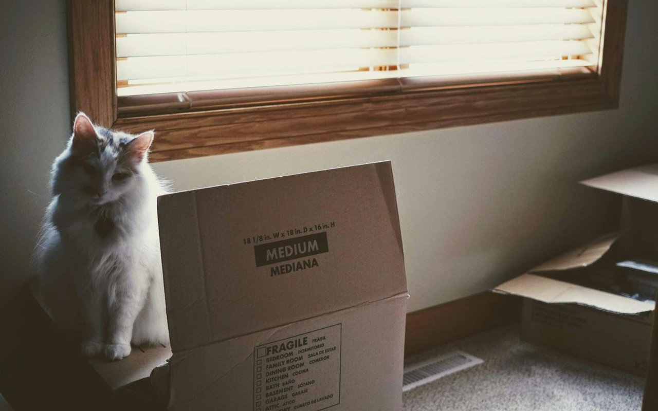 6 Tips for Moving with Pets
