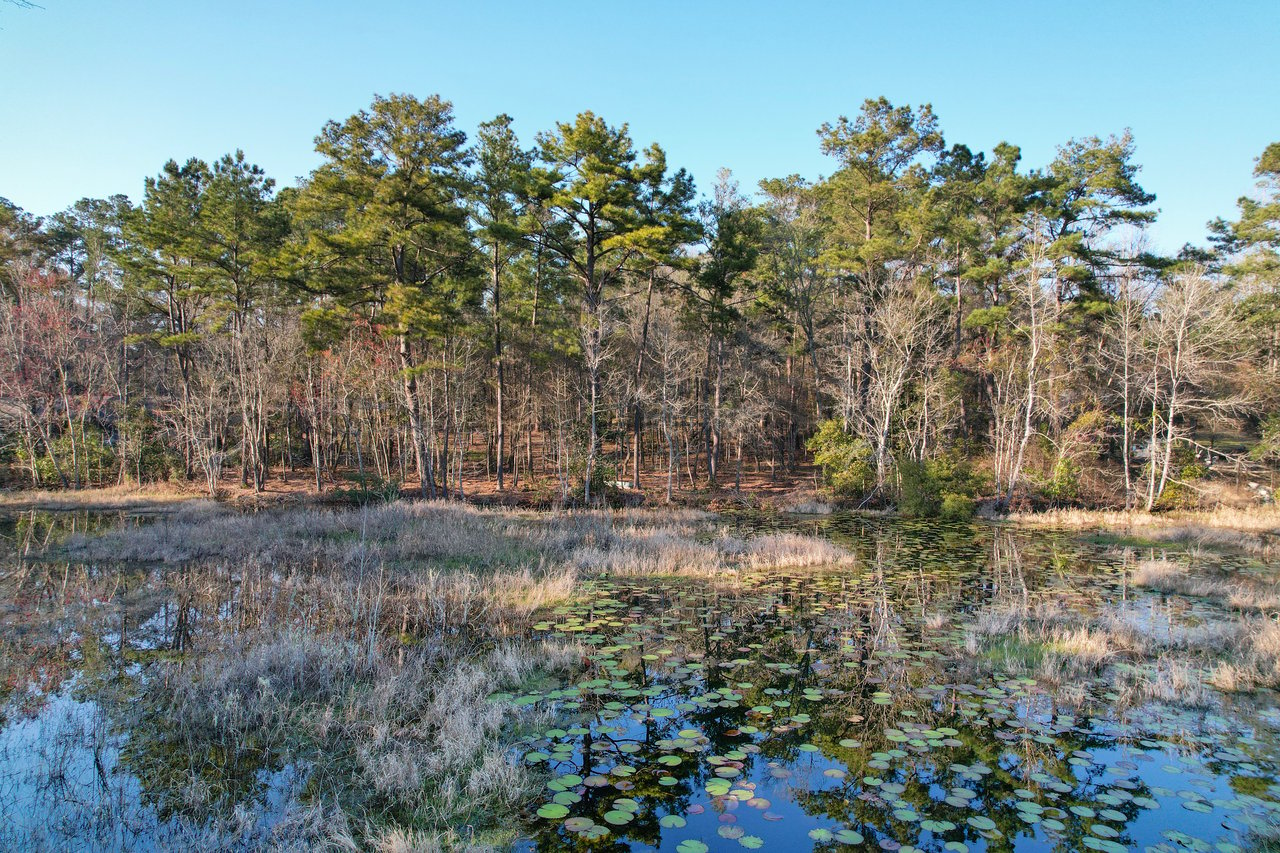 A serene pond with lily pads reflects a forest of tall, green pine trees under a clear blue sky. Dry grass surrounds the water, creating a tranquil scene.