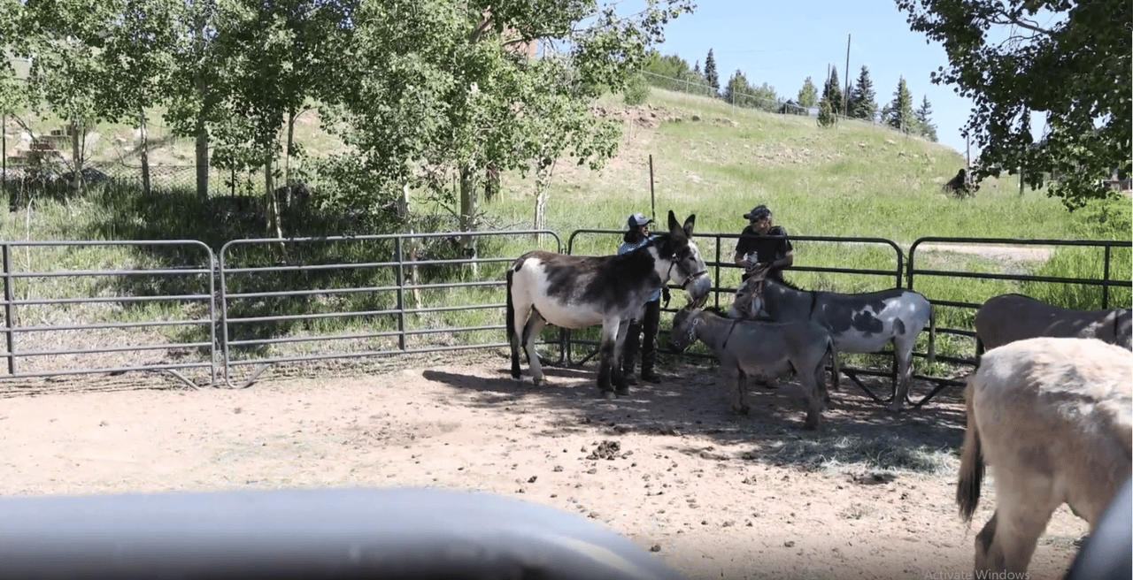 A Colorado Classic: Inside Cripple Creek’s Donkey Derby Days