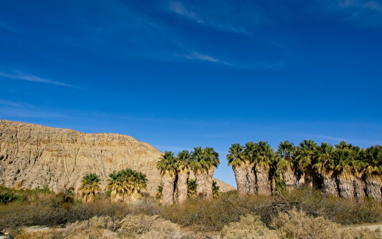 Thousand Palms
