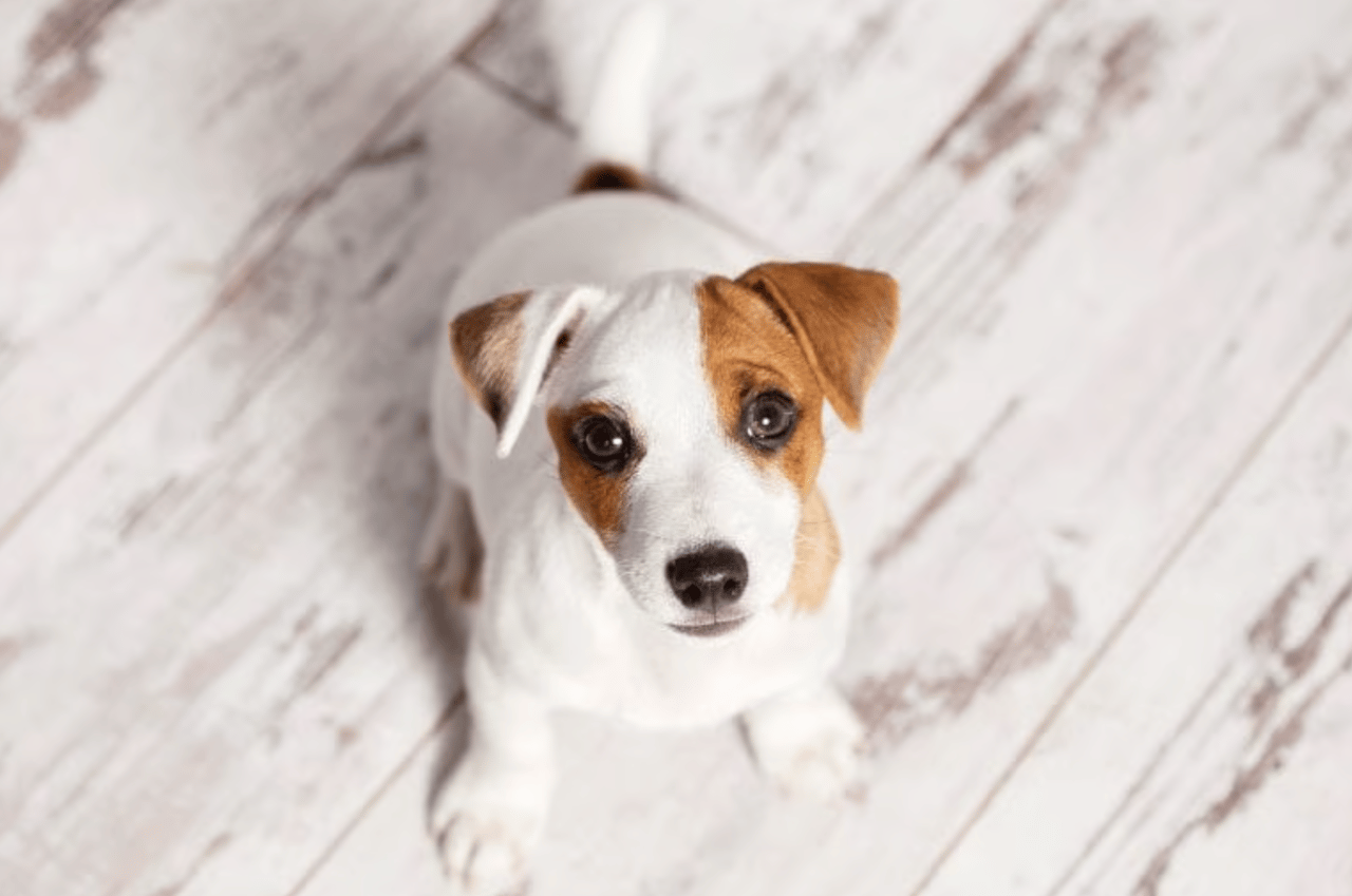 Selling a Home When You’ve Got Pets