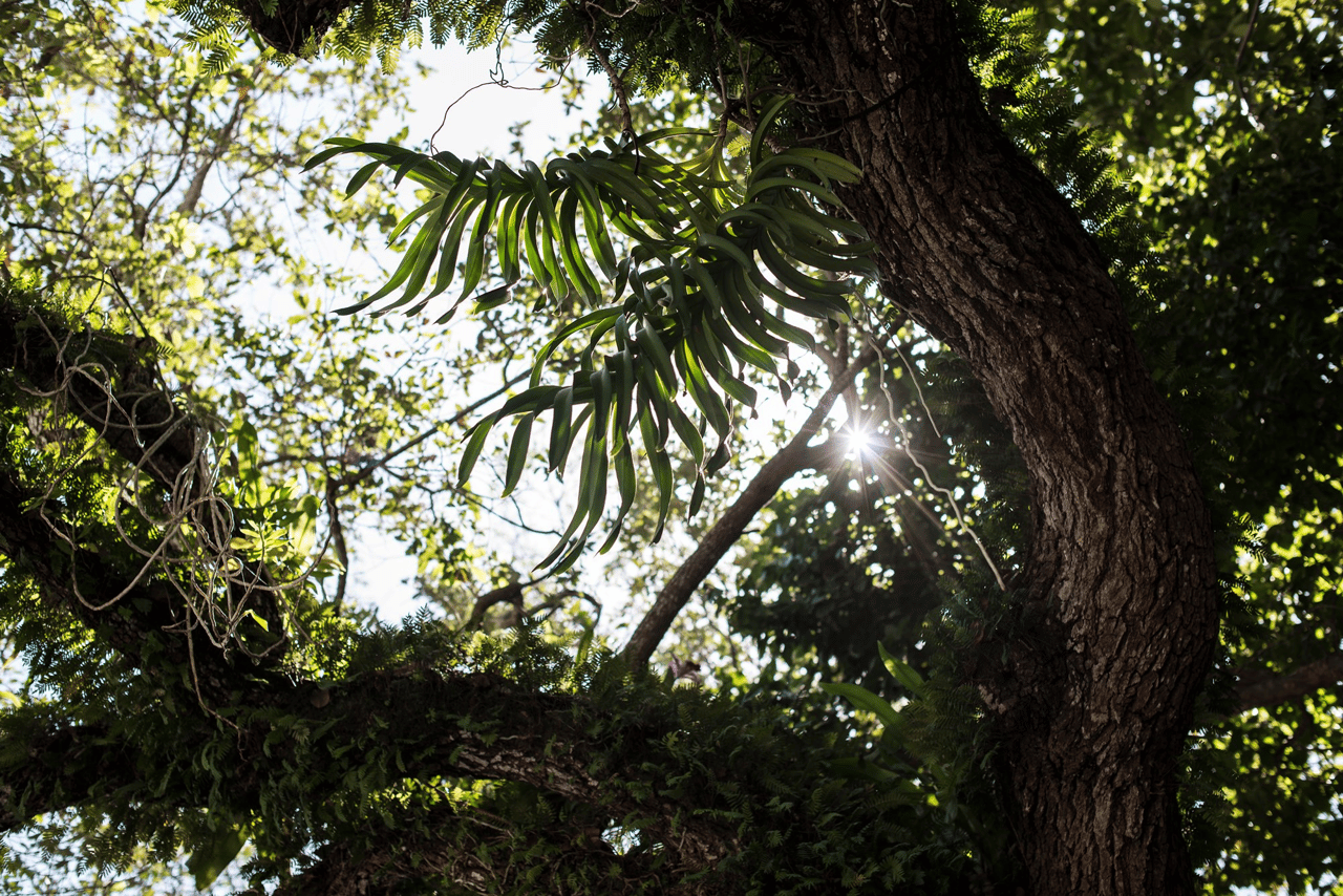 Arbor Coconut Grove