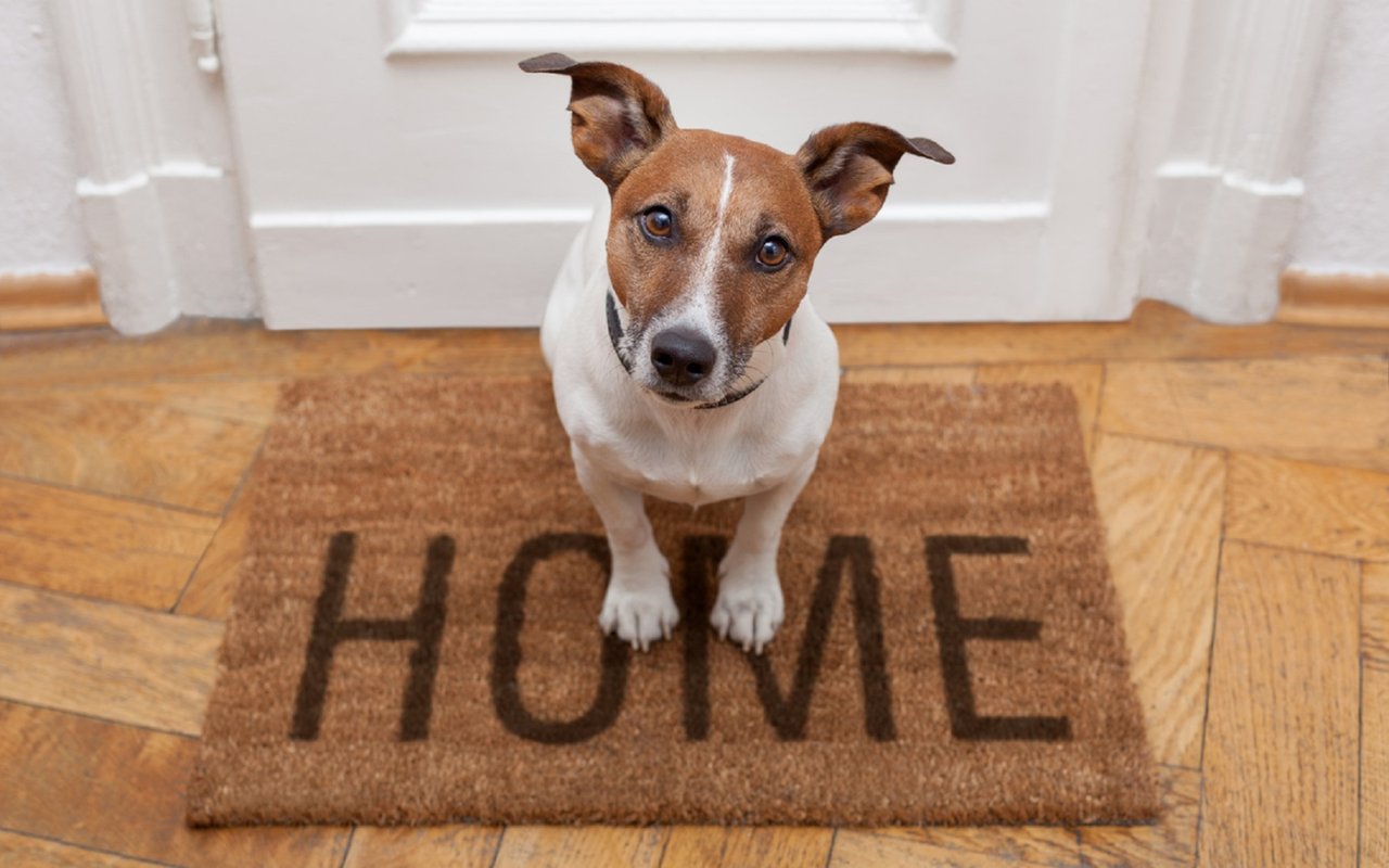 Dog-Friendly Dwellings