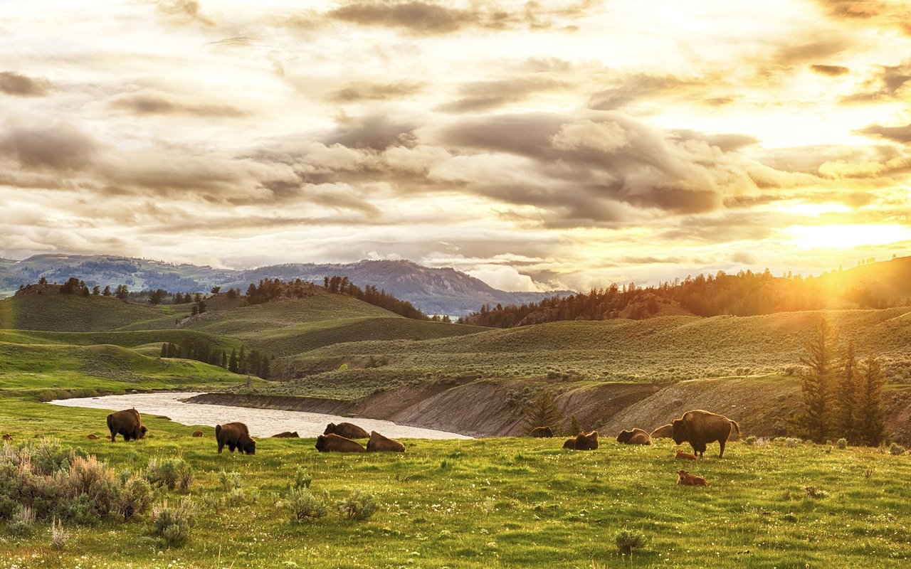 Buffalo
