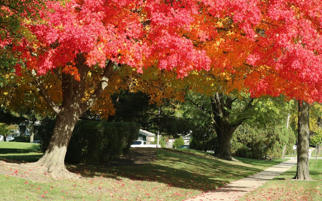 Buffalo Grove
