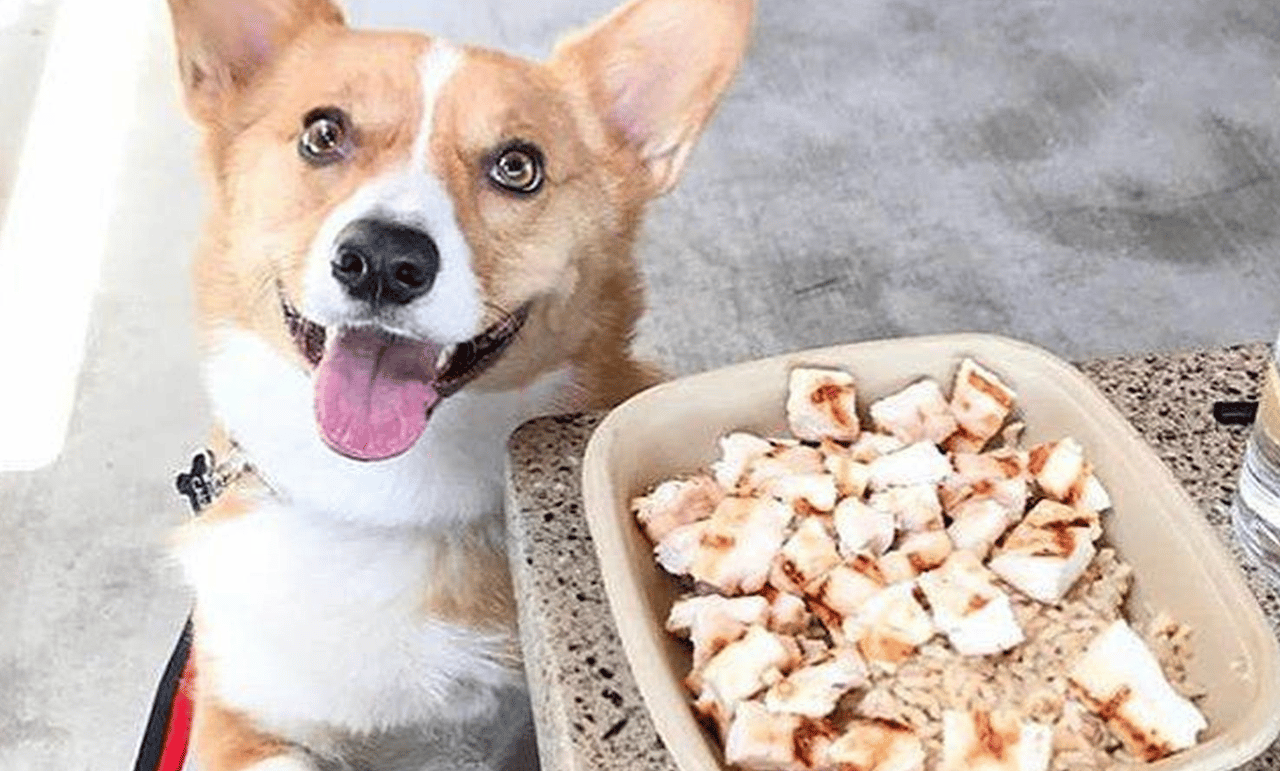 🐾 Pawsitively Local: Your Ultimate Guide to Pet-Friendly Living in Douglas County, Colorado