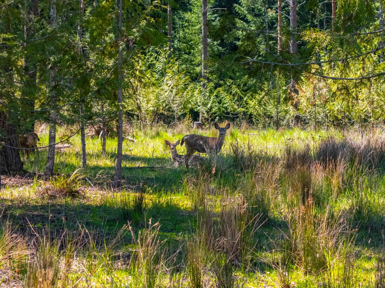 MOSBY CREEK FARM & FOREST