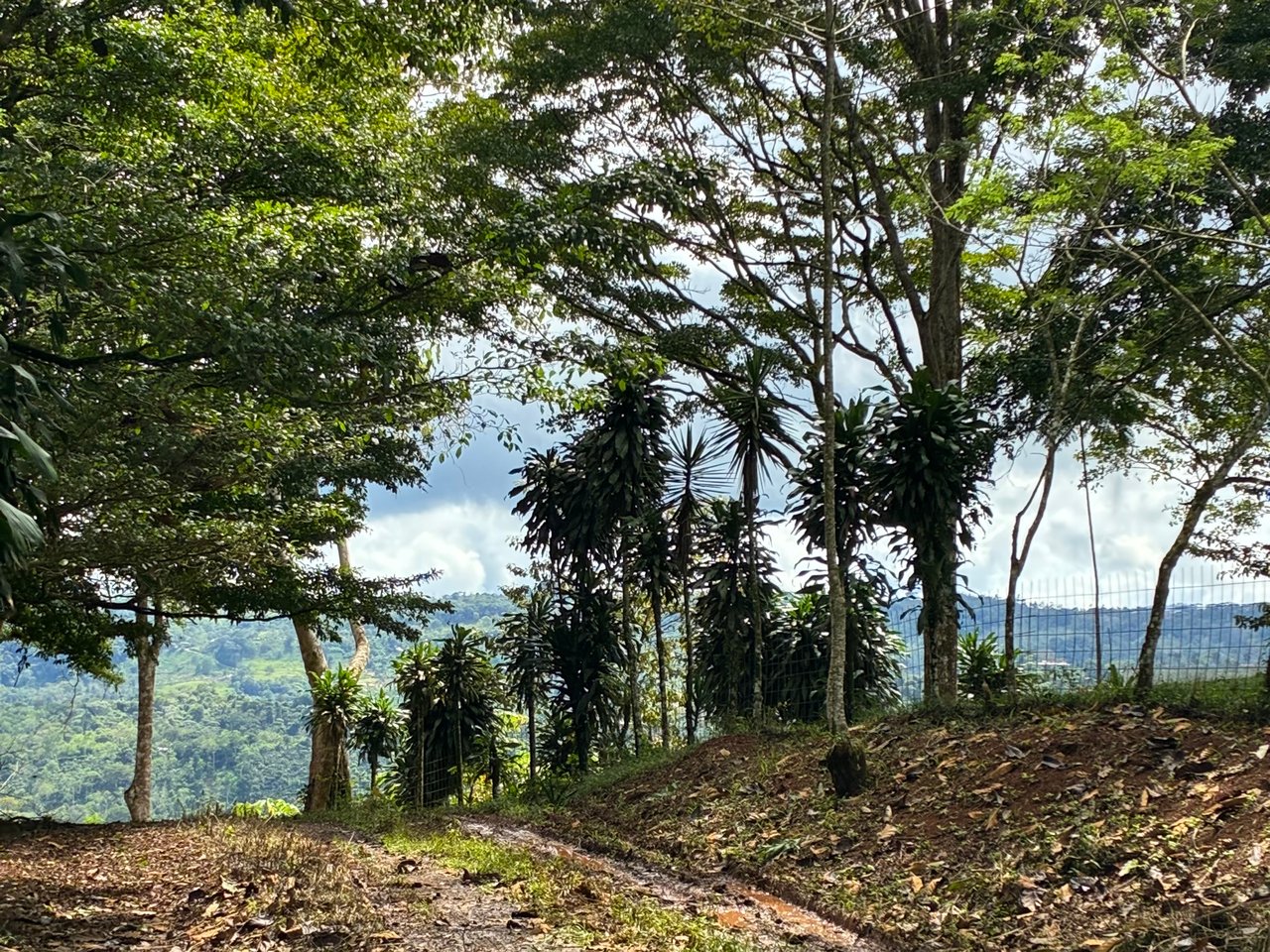 Building Lot 2O minutes from San Isidro with Fruit Trees and Views 