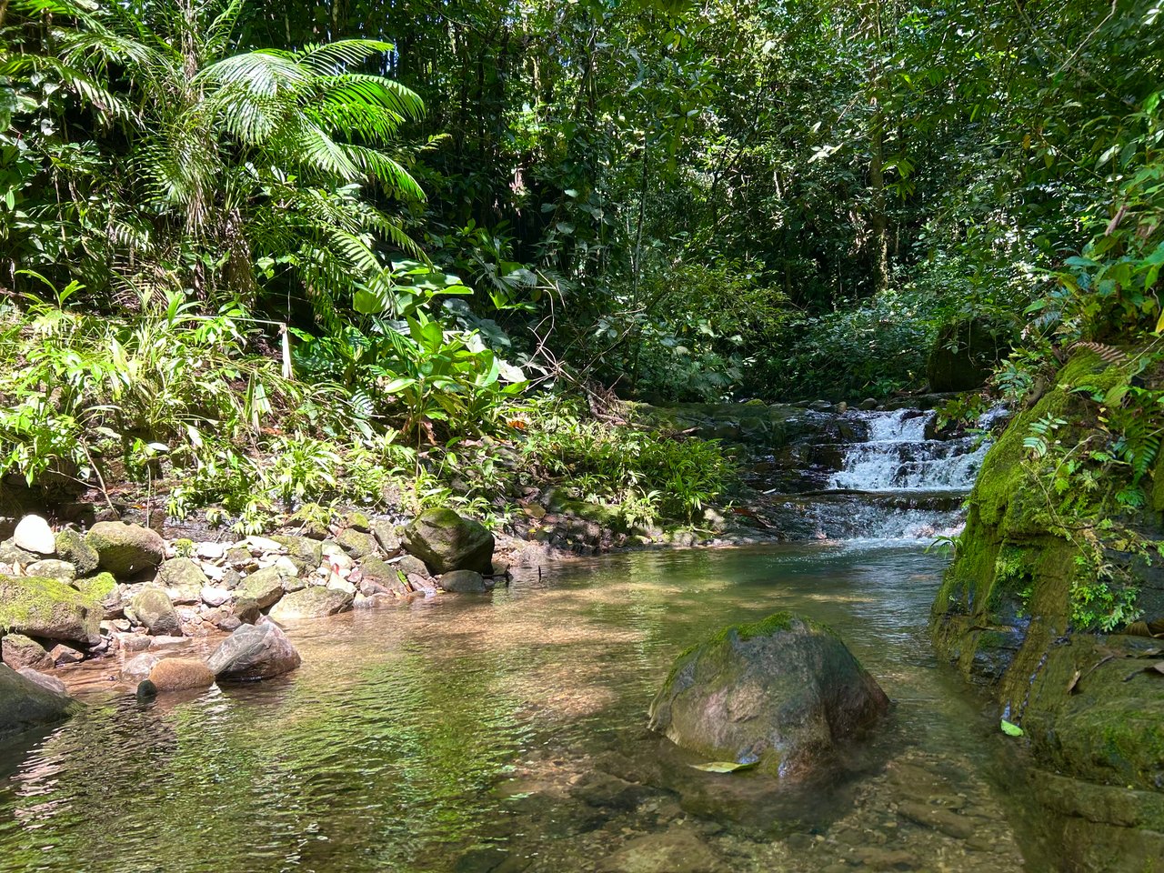 Selva Vista Estate – 5.9 Acres of Wild Beauty