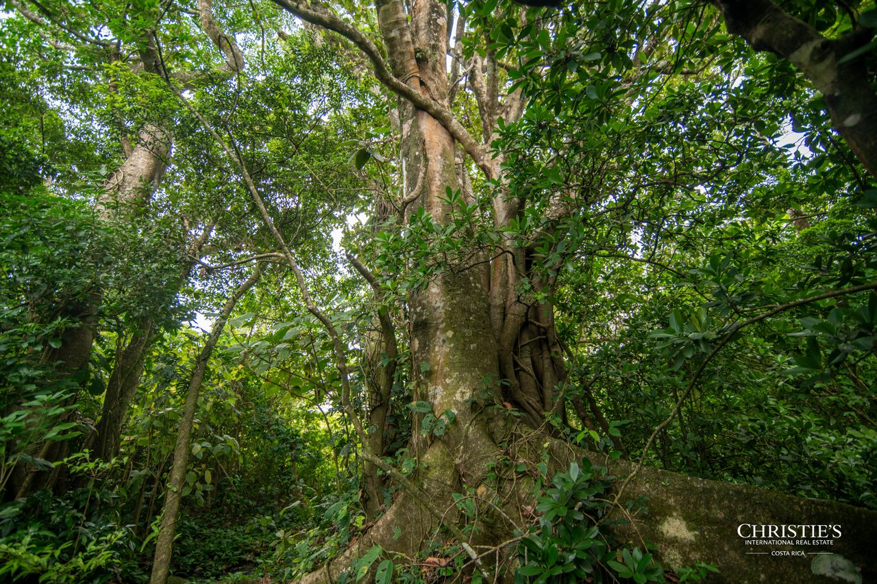 Origins Mineral: A Rare Landholding in Guanacaste’s Volcanic Highlands
