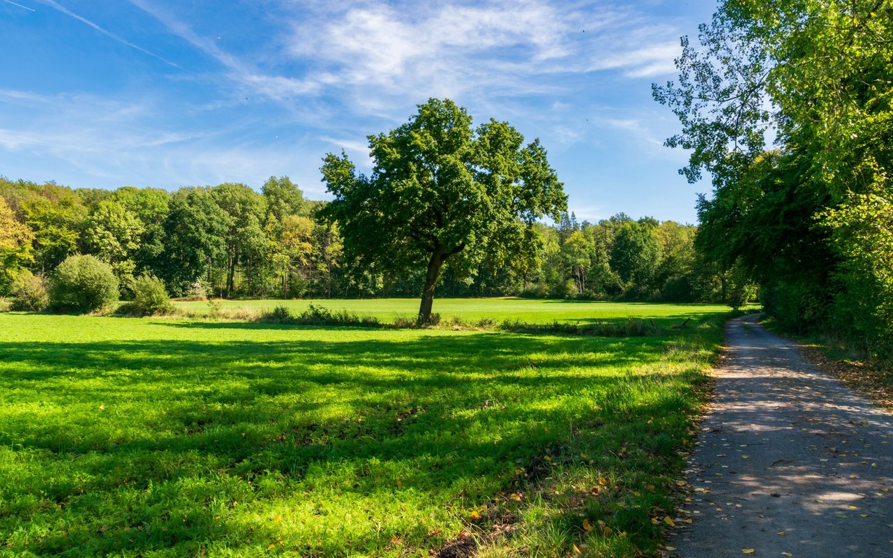 Green meadow with a lone tree and a paved path beside woodland.