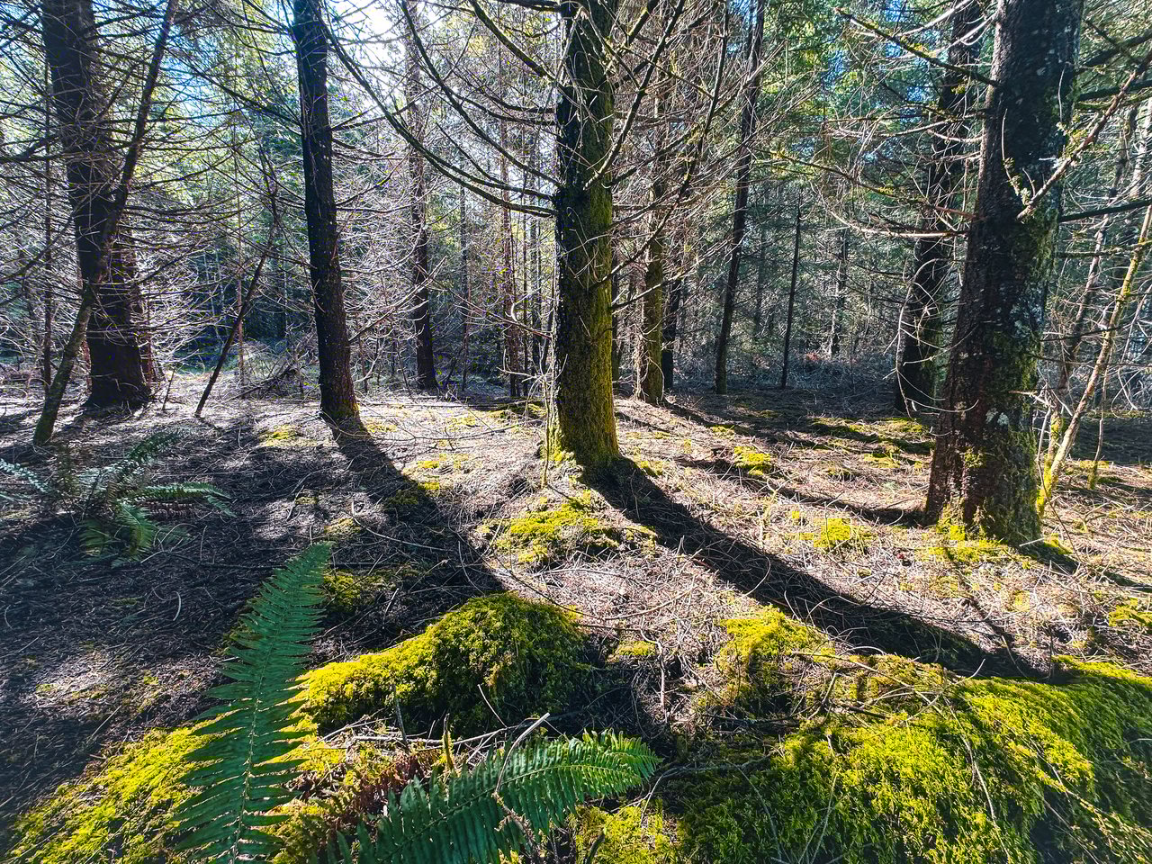 Marion Woods - Auction