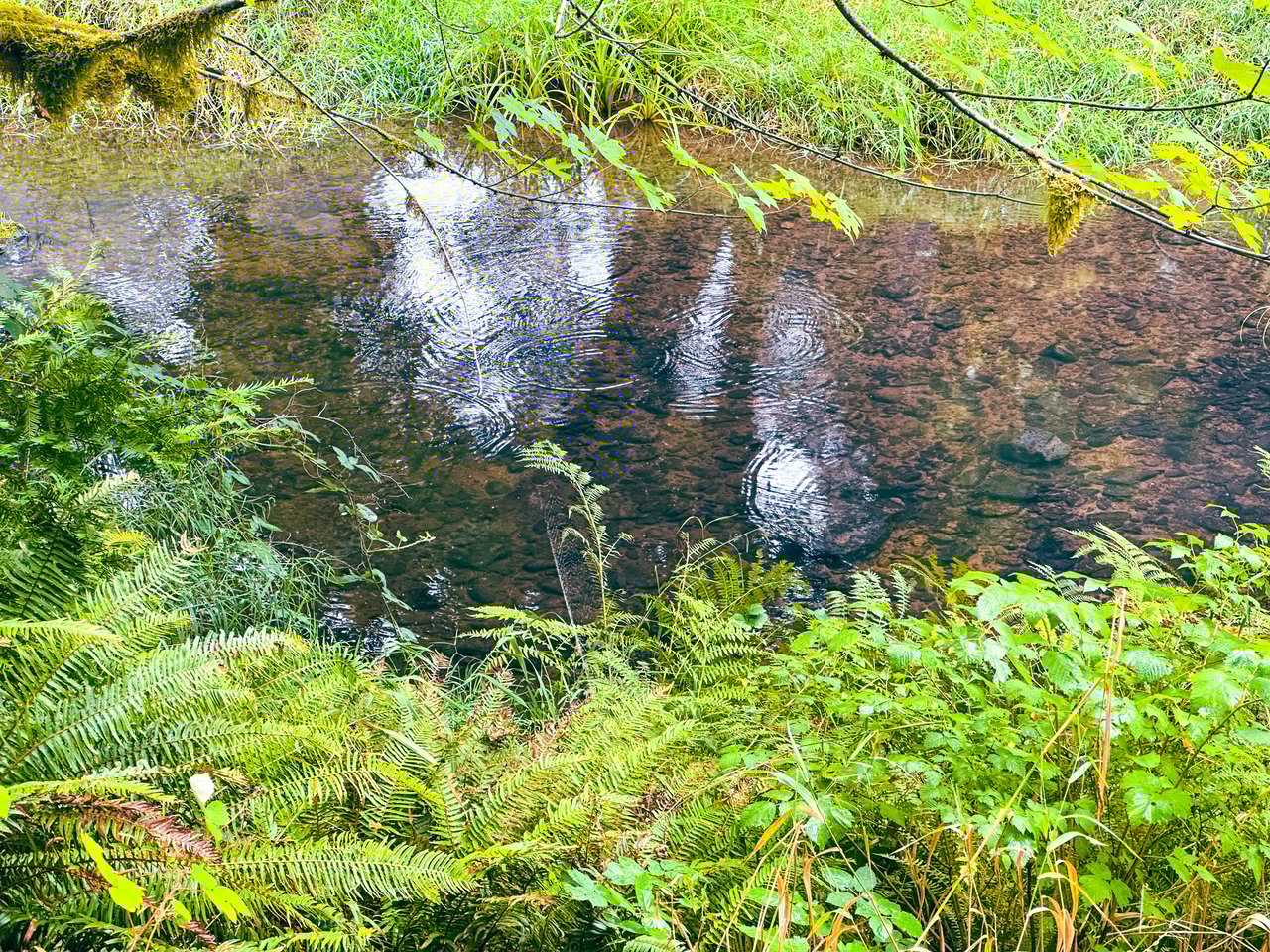 Little Forest