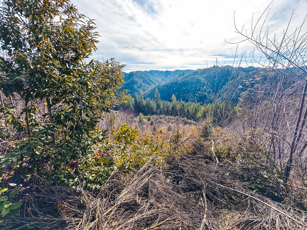 Smith River Back Woods