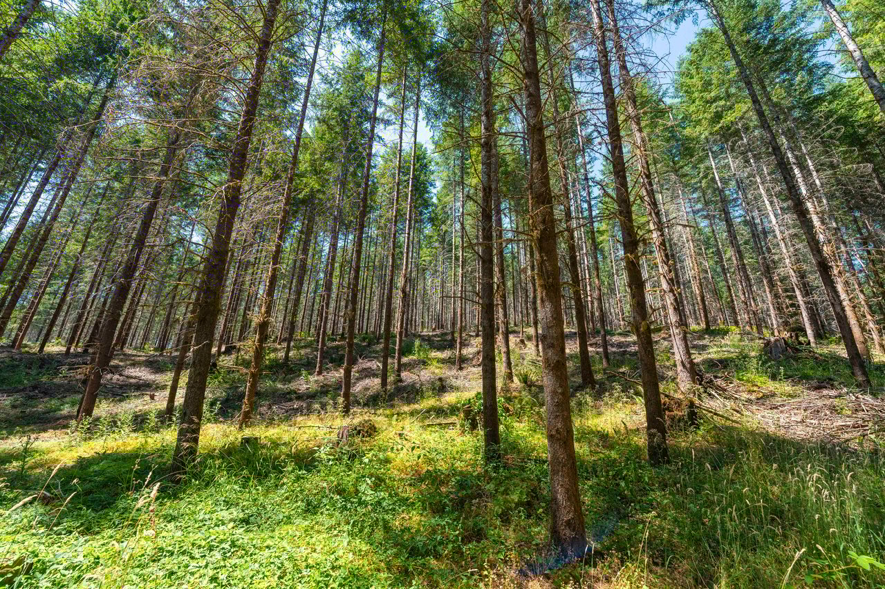 Thetford Home & Forest