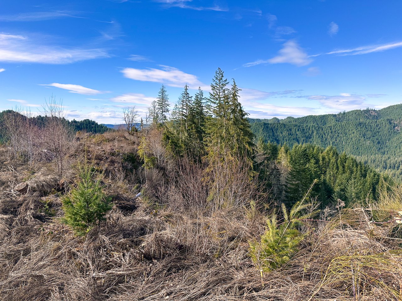 Smith River Back Woods