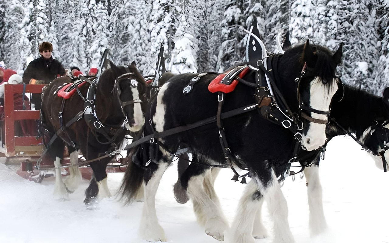 Draft horses harnessed to a red sleigh in a snowy forest, with a driver behind them.