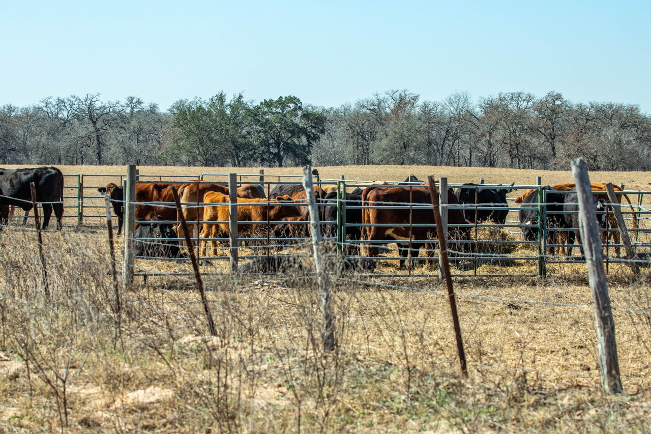 Whispering Pines Floresville Ranch | 298± Acres | Wilson County